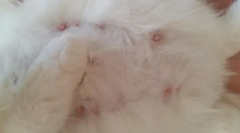 Câte sfarcuri la pisici și pisici